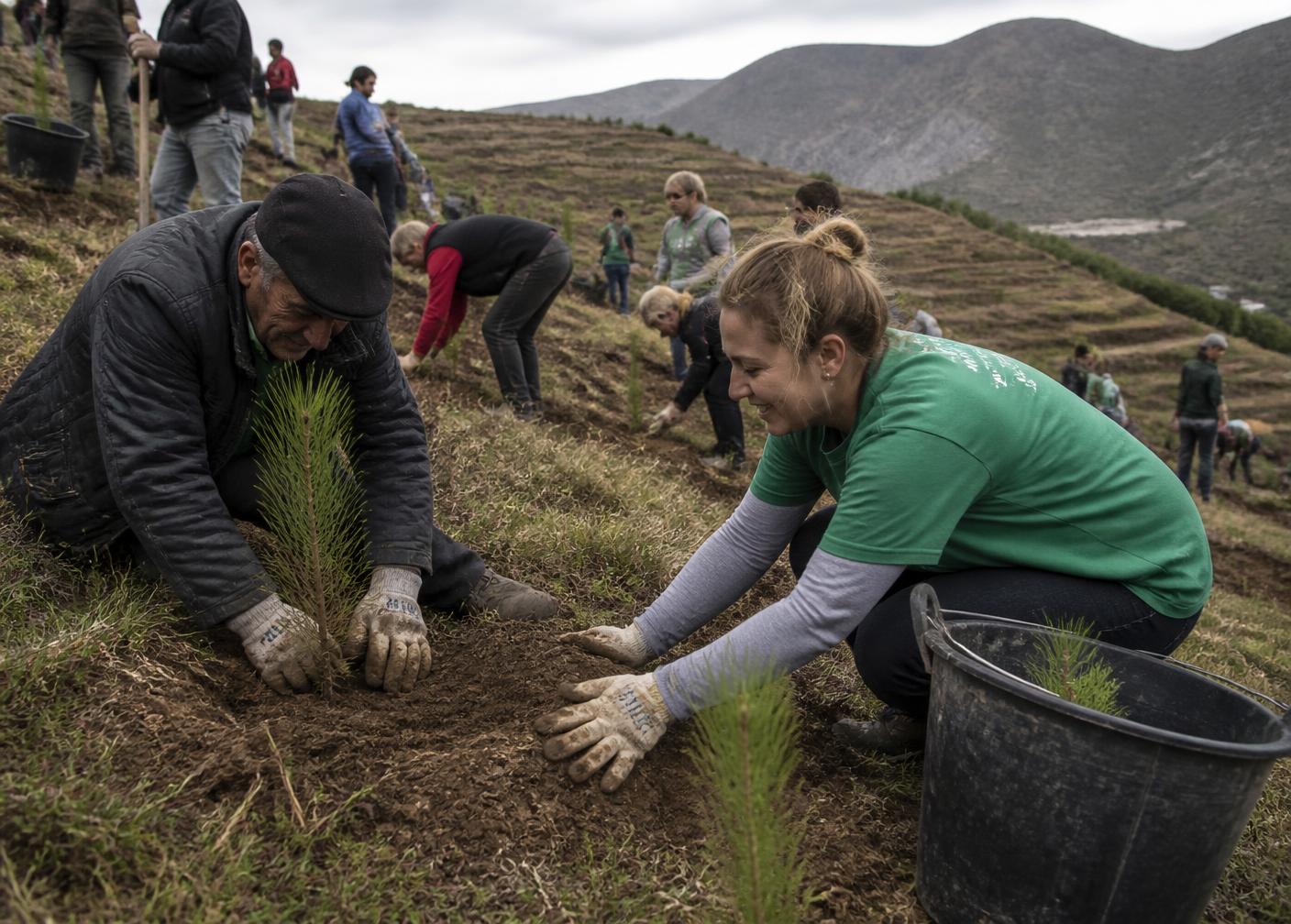 Villagers and volunteers planting pine saplings on a terraced hillside